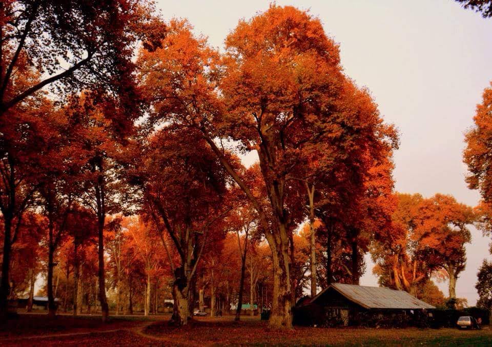 Kashmir in Autumn