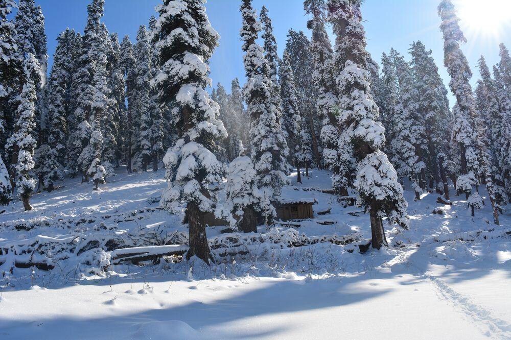 Pine_trees_in_the_snow_in_Pahalgam